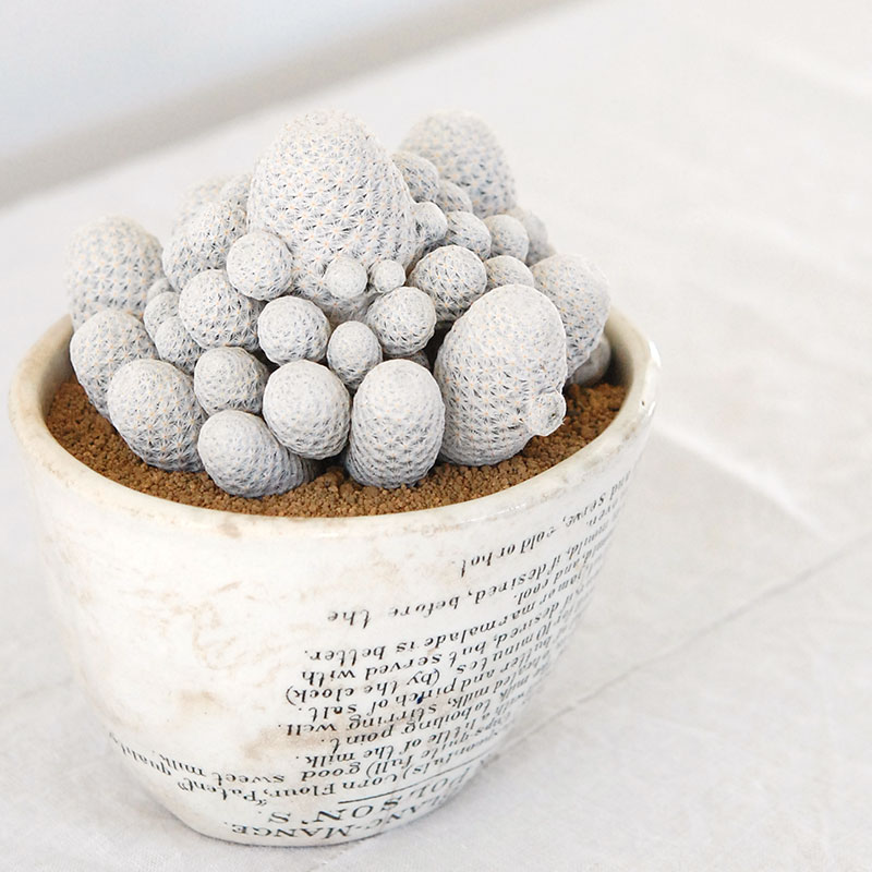 Mammillaria 白鳥 x antique pot 503