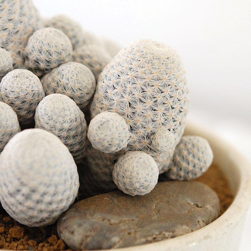 Mammillaria 白鳥 x antique pot 503