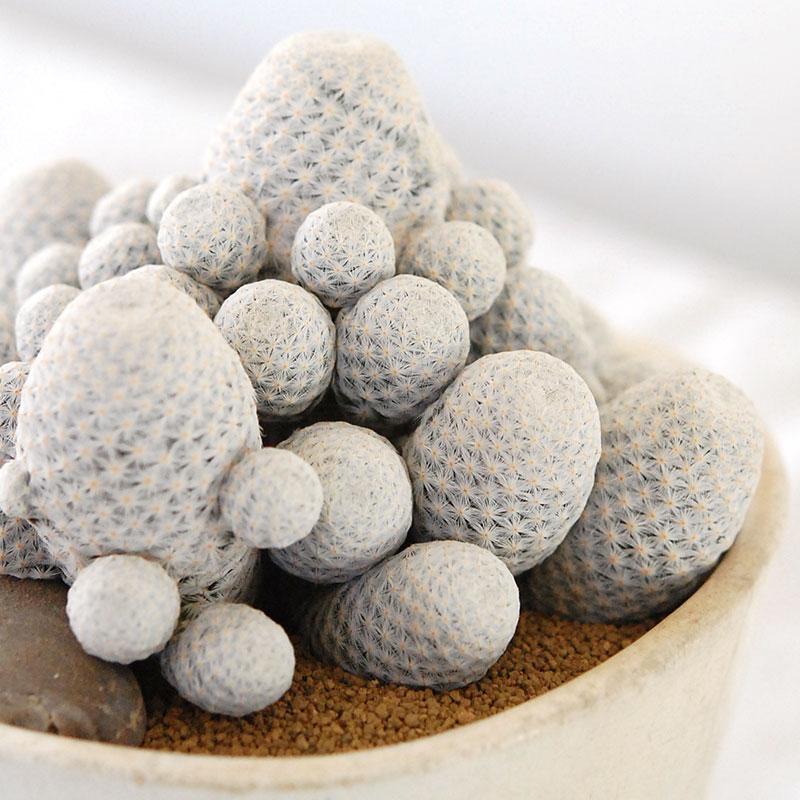 Mammillaria 白鳥 x antique pot 503