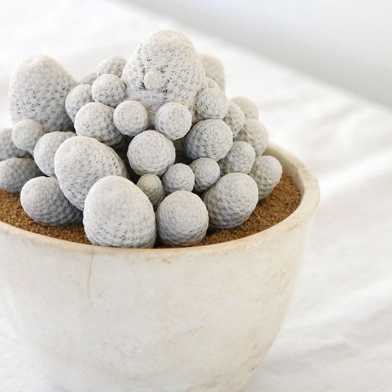 Mammillaria 白鳥 x antique pot 503