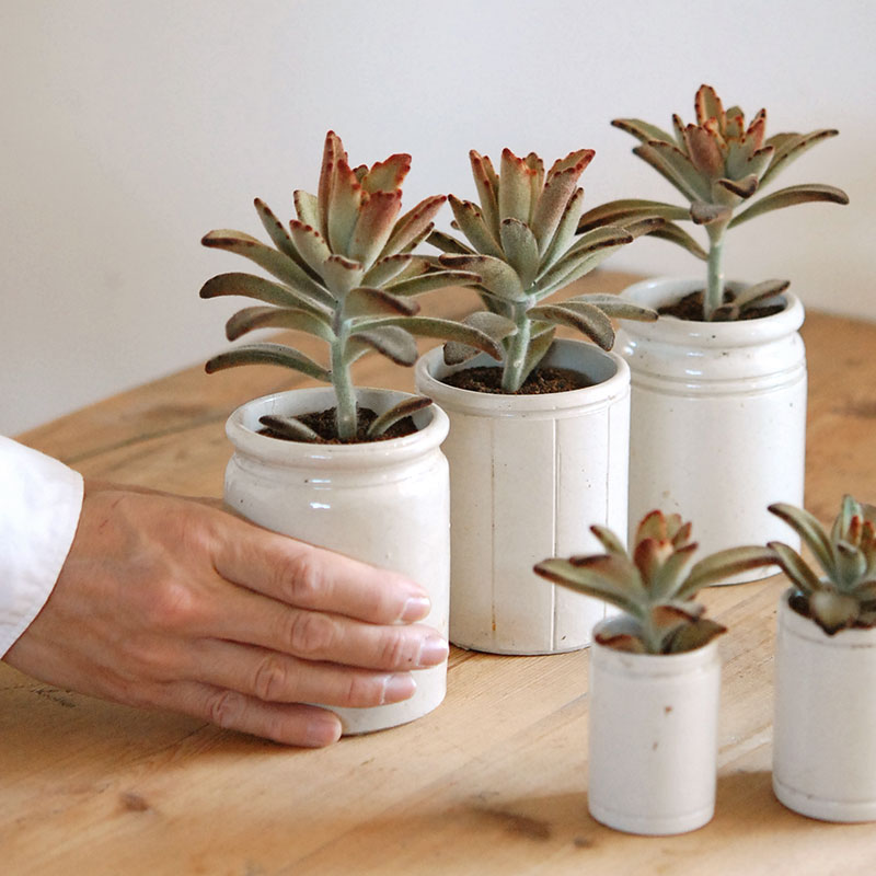 kalanchoe チョコレートソルジャー x antique イギリスジャー