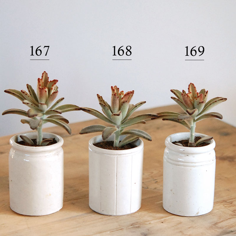 kalanchoe チョコレートソルジャー x antique イギリスジャー