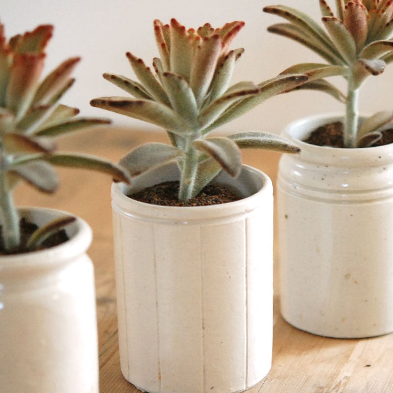 kalanchoe チョコレートソルジャー x antique イギリスジャー