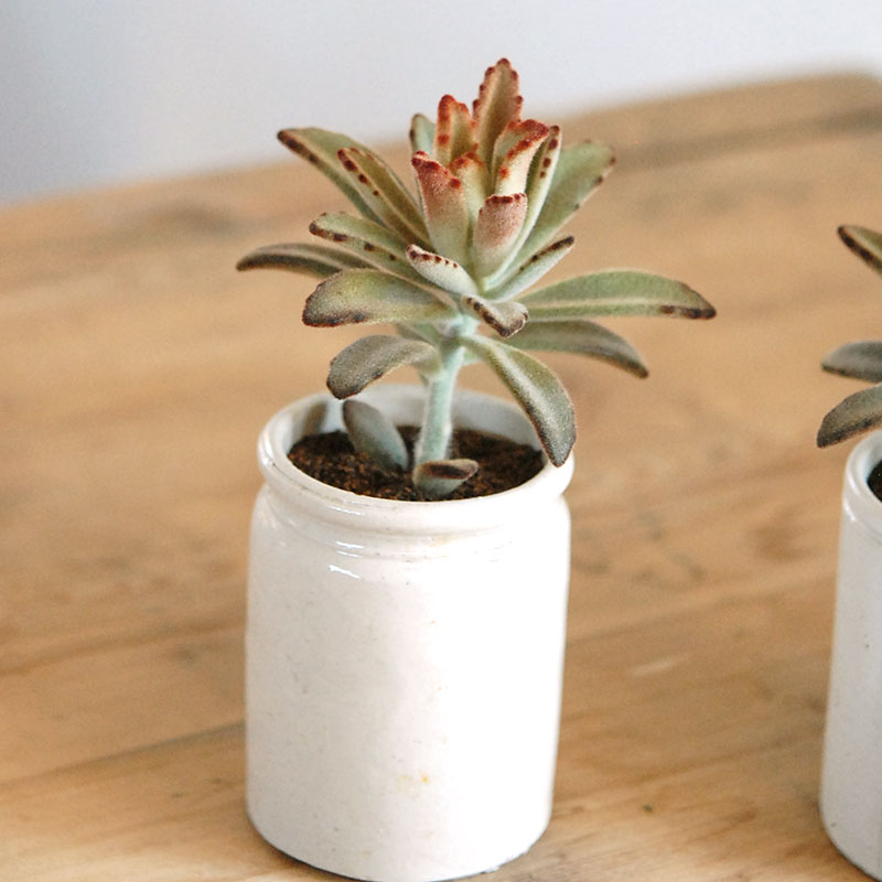 kalanchoe チョコレートソルジャー x antique イギリスジャー