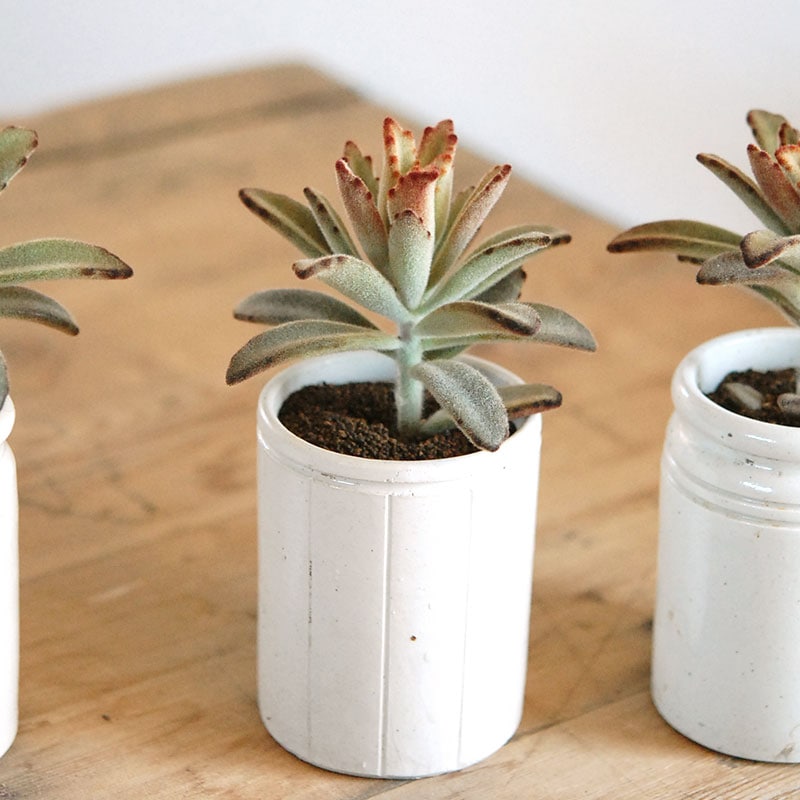 kalanchoe チョコレートソルジャー x antique イギリスジャー