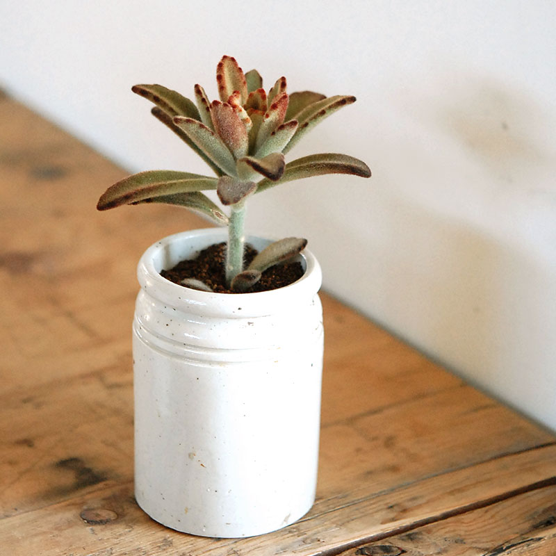 kalanchoe チョコレートソルジャー x antique イギリスジャー