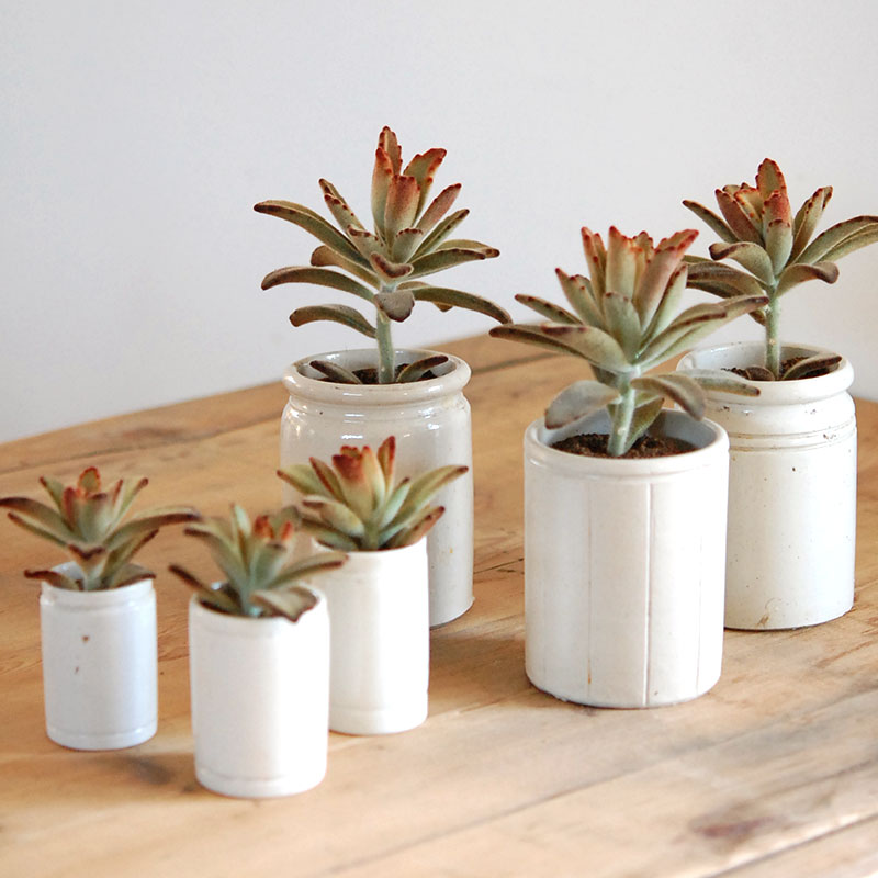 kalanchoe チョコレートソルジャー x antique イギリスジャー