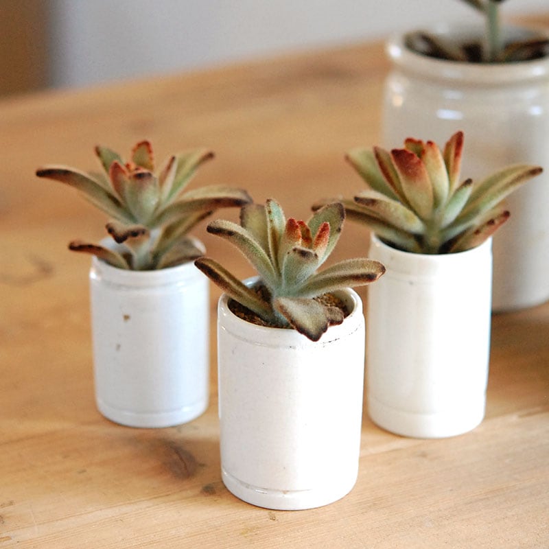 kalanchoe チョコレートソルジャー x antique イギリスジャー 多肉植物の専門店 solxsol(ソルバイソル)