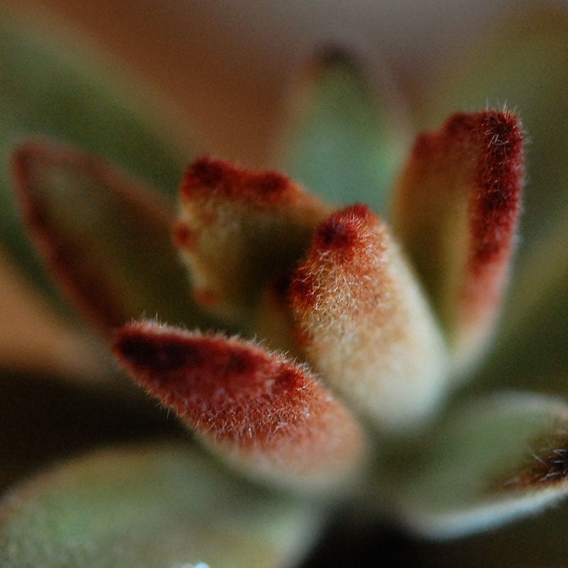 その他多肉植物 choco 現物商品】ショコラ | 多肉植物研究所