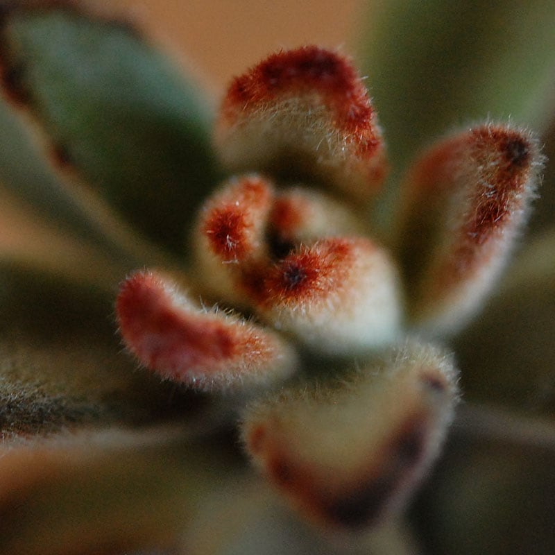 kalanchoe チョコレートソルジャー x antique イギリスジャー