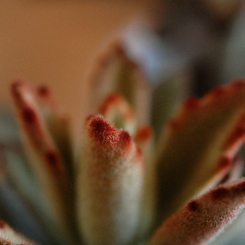 kalanchoe チョコレートソルジャー x antique イギリスジャー