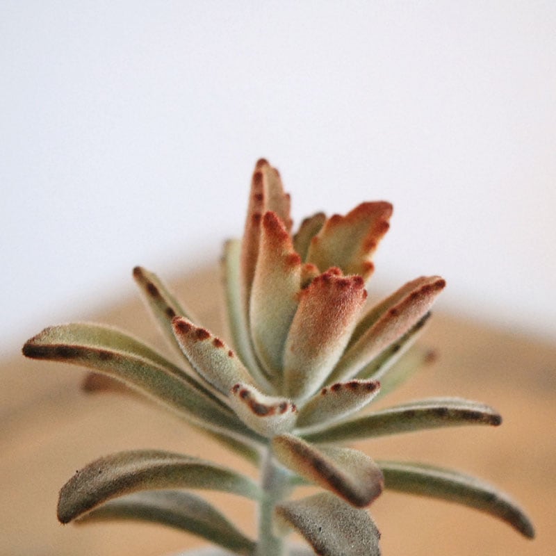 kalanchoe チョコレートソルジャー x antique イギリスジャー