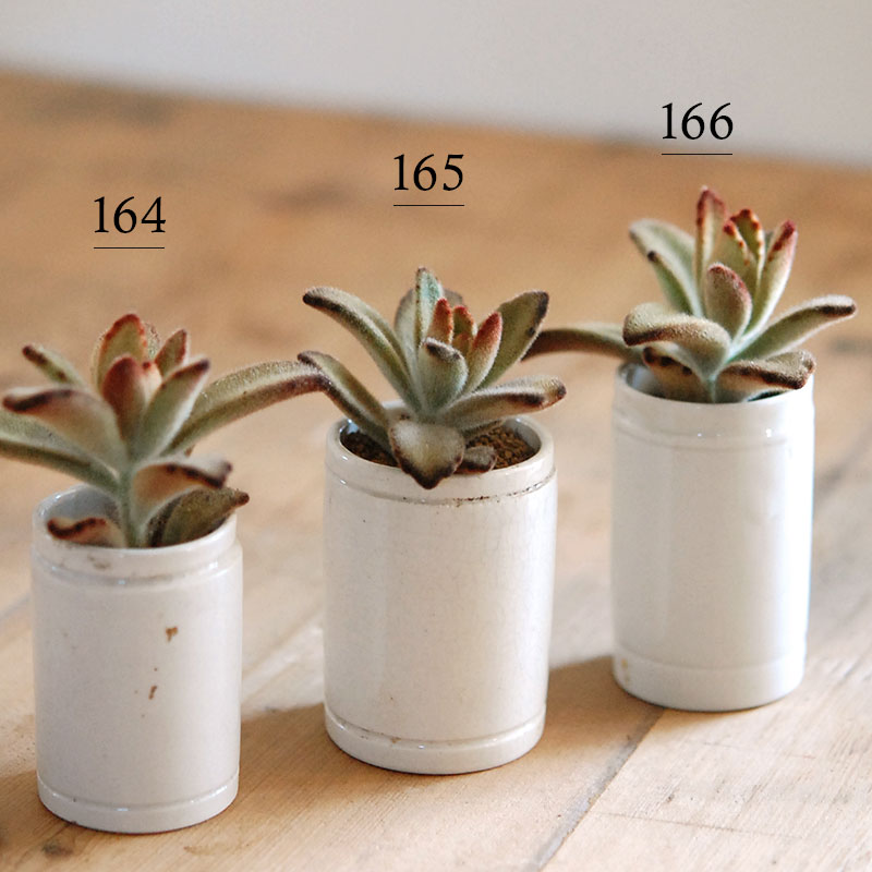 kalanchoe チョコレートソルジャー x antique イギリスジャー