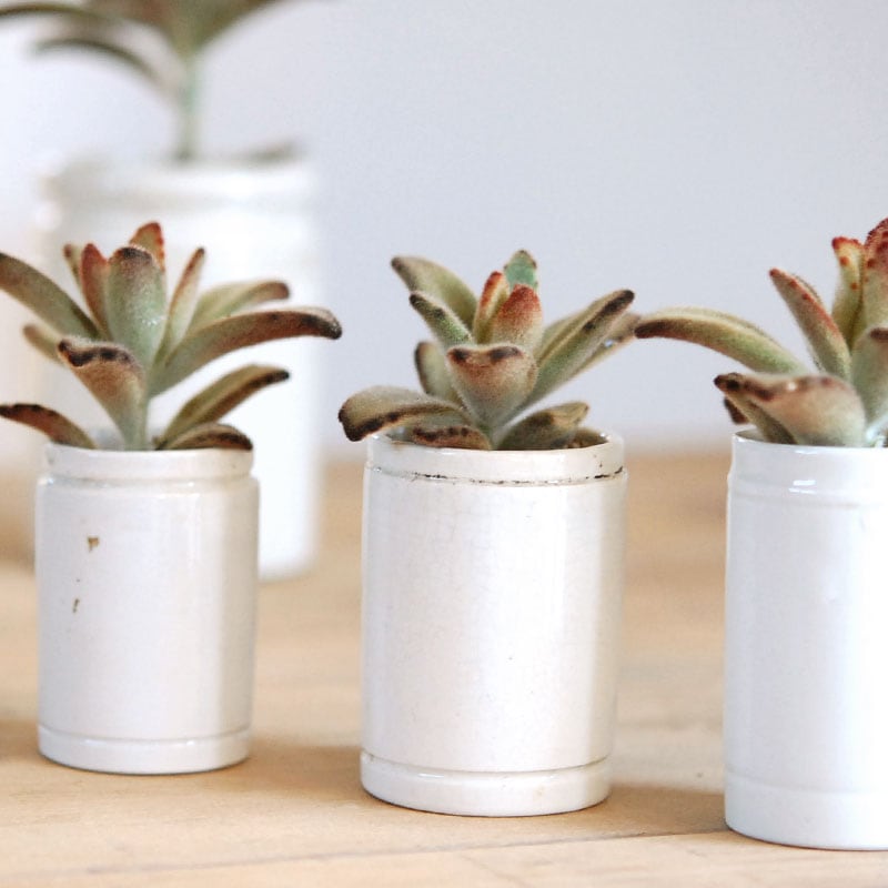 kalanchoe チョコレートソルジャー x antique イギリスジャー