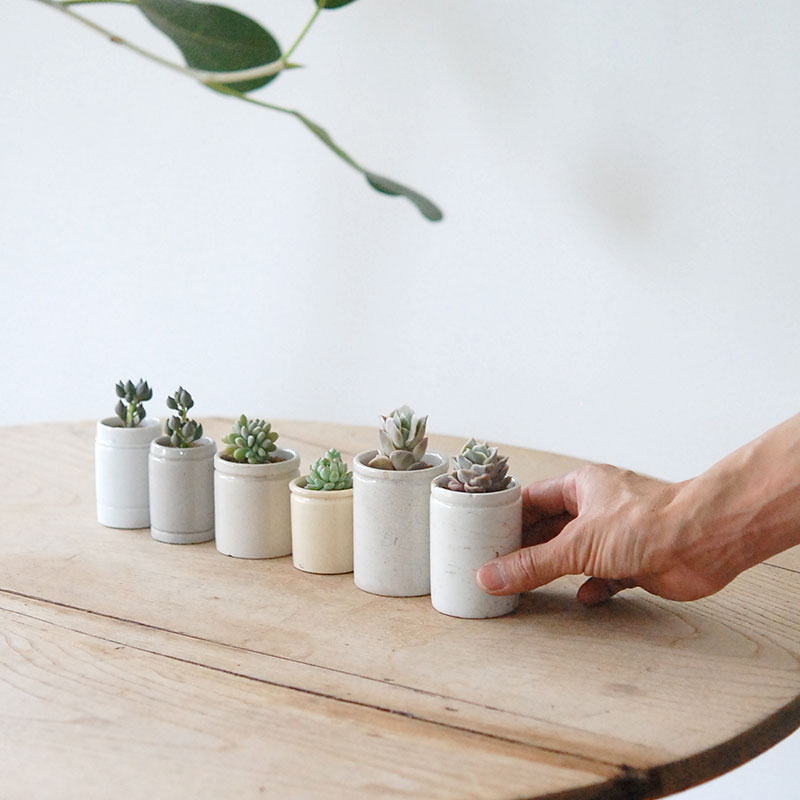 succulent x antique イギリスジャー