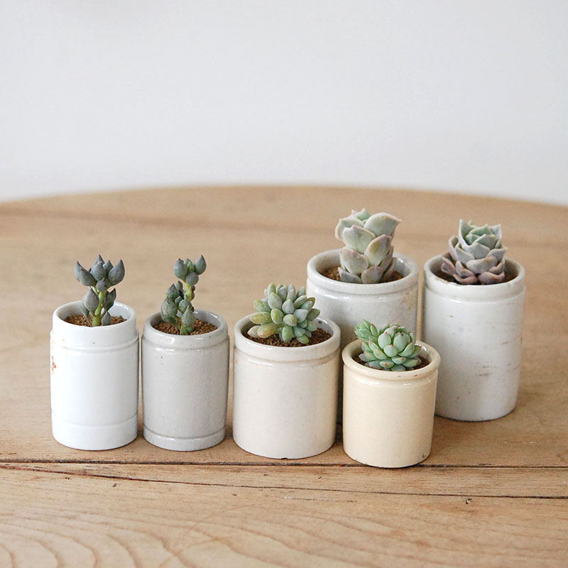 succulent x antique イギリスジャー