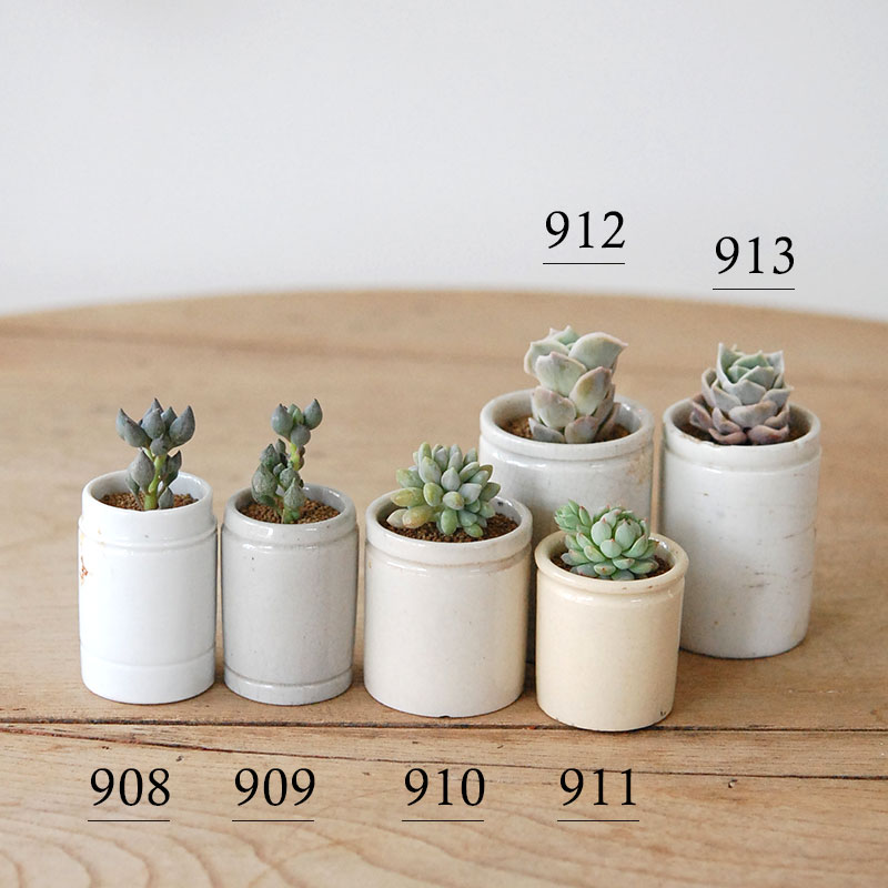 succulent x antique イギリスジャー