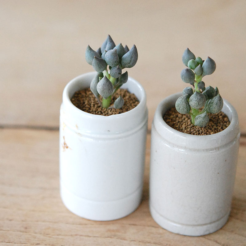 succulent x antique イギリスジャー
