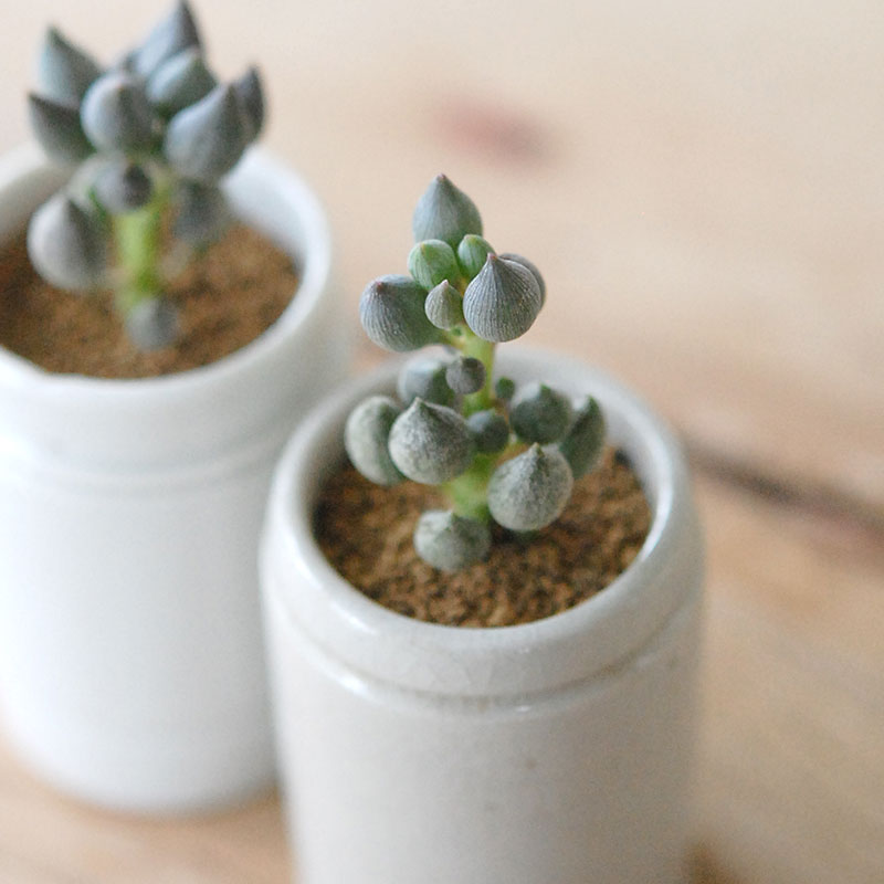 succulent x antique イギリスジャー