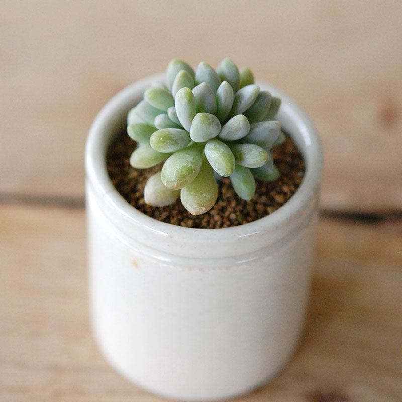 succulent x antique イギリスジャー