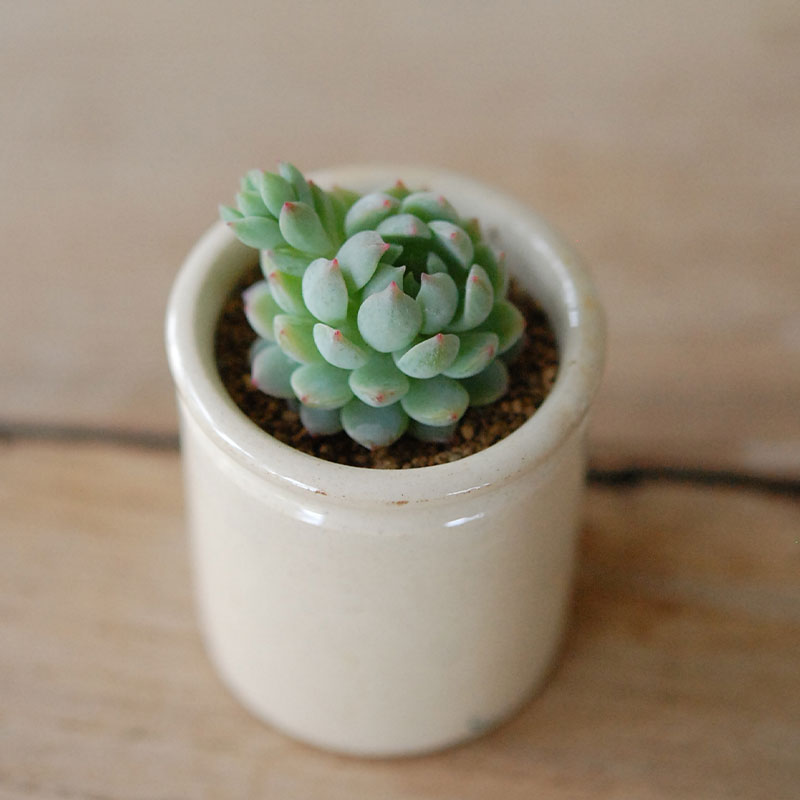 succulent x antique イギリスジャー