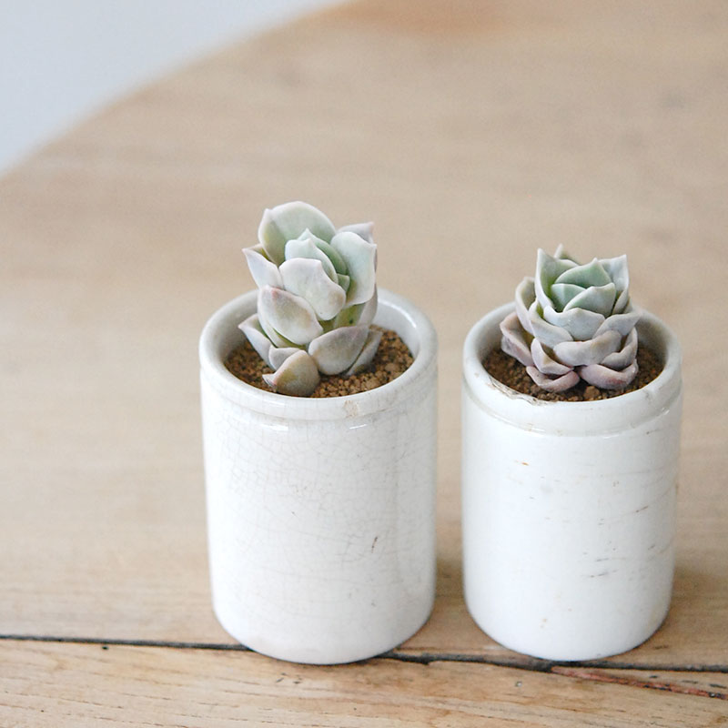 succulent x antique イギリスジャー