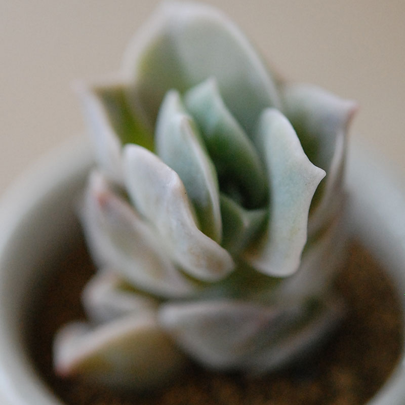 succulent x antique イギリスジャー