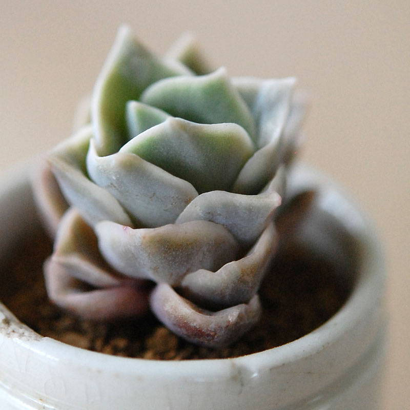 succulent x antique イギリスジャー