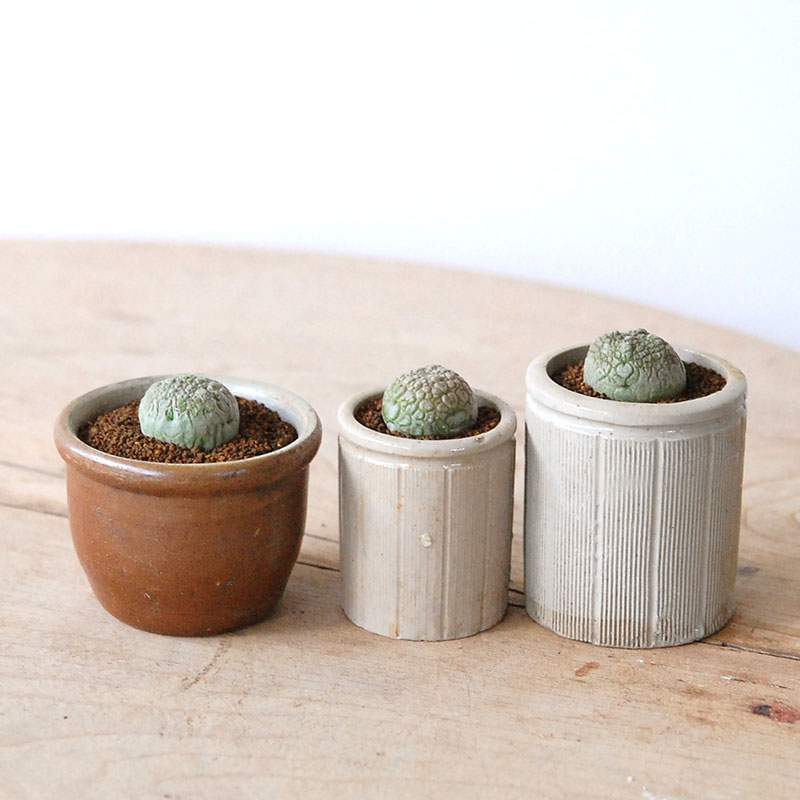 Pseudolitos ミギウィルティヌス x antique pot