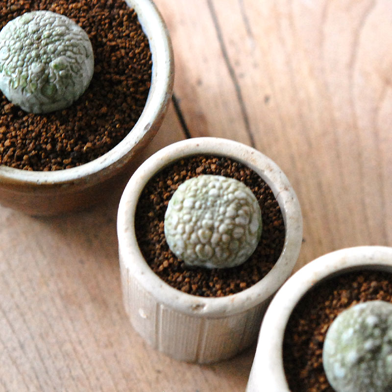Pseudolitos ミギウィルティヌス x antique pot