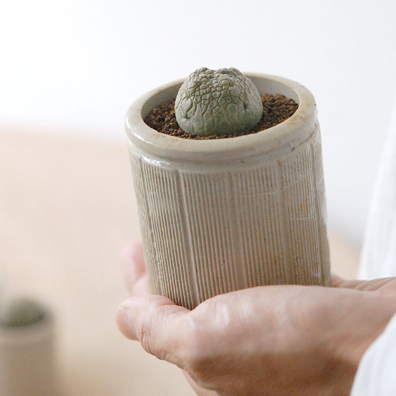 Pseudolitos ミギウィルティヌス x antique pot