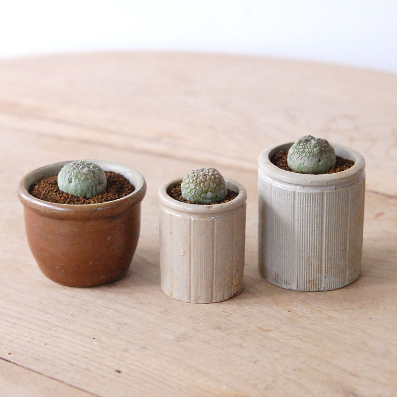 Pseudolitos ミギウィルティヌス x antique pot