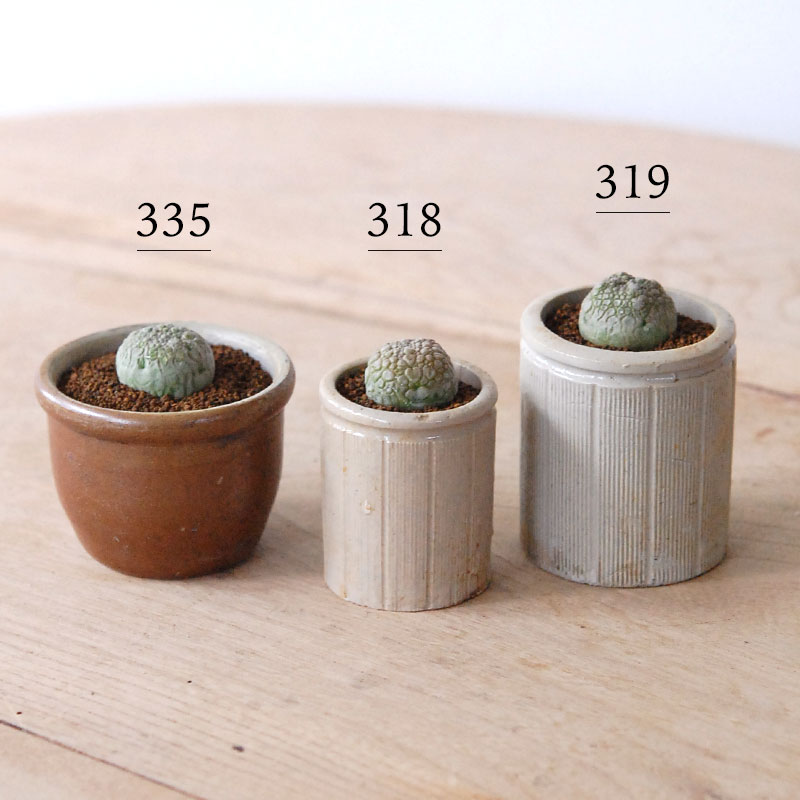 Pseudolitos ミギウィルティヌス x antique pot