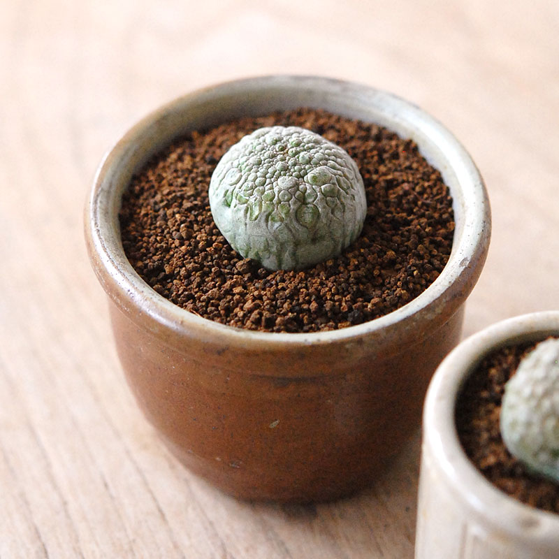 Pseudolitos ミギウィルティヌス x antique pot