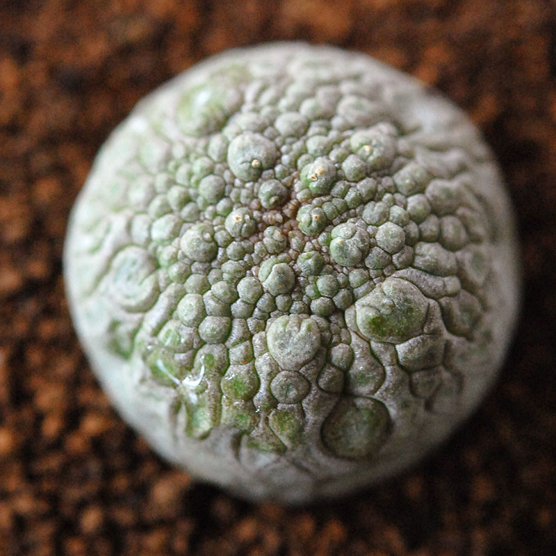 Pseudolitos ミギウィルティヌス x antique pot