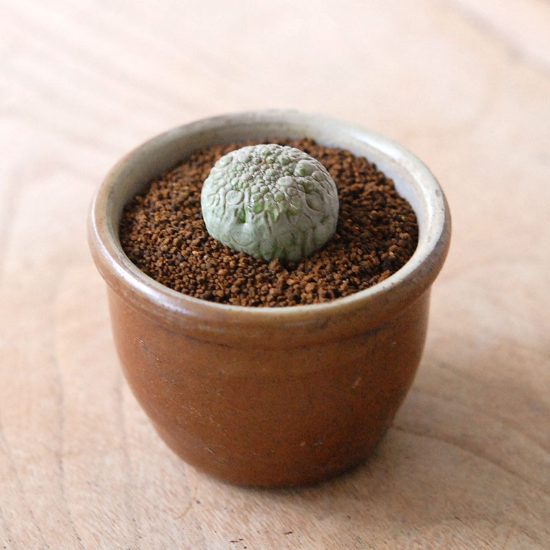 Pseudolitos ミギウィルティヌス x antique pot