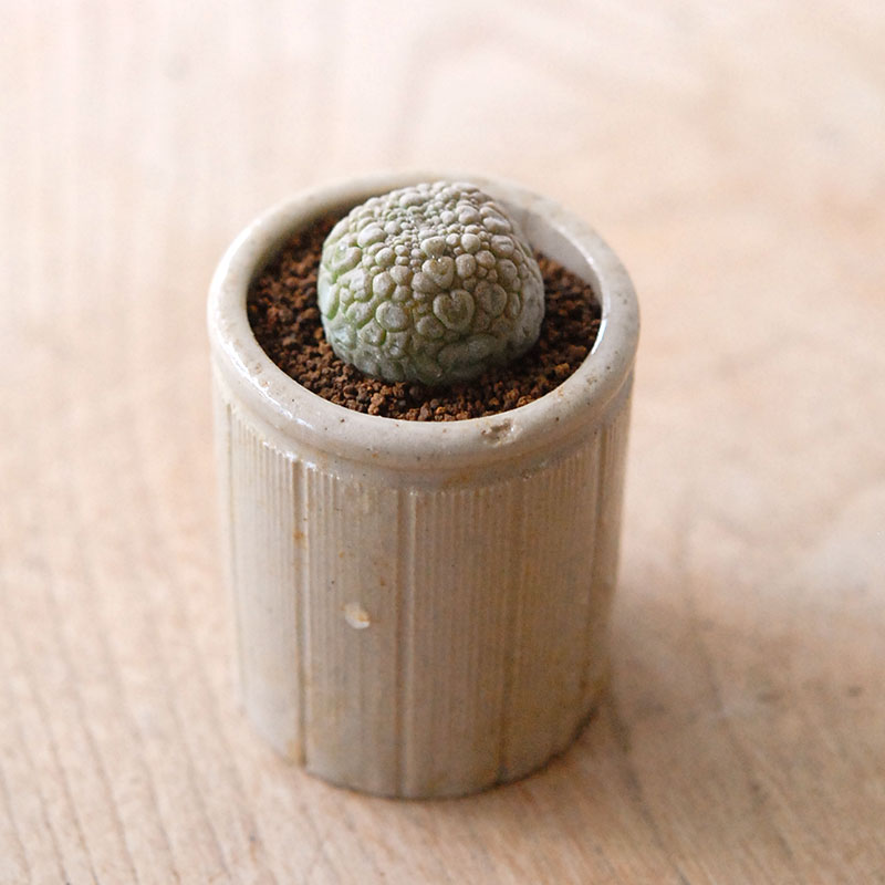 Pseudolitos ミギウィルティヌス x antique pot