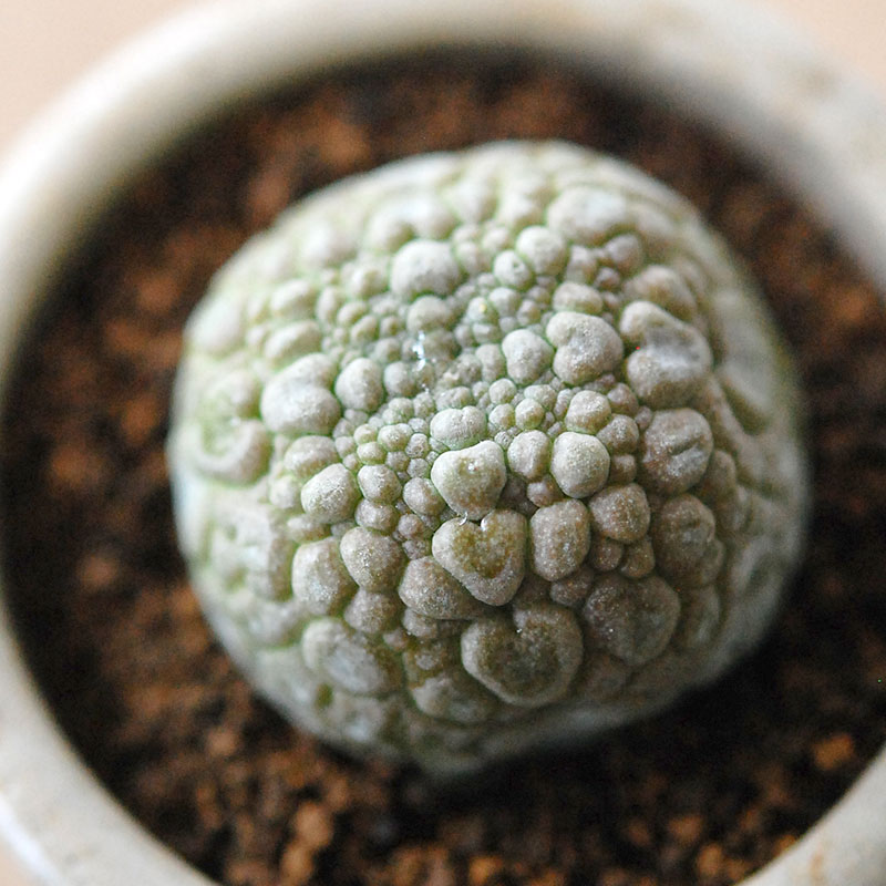 Pseudolitos ミギウィルティヌス x antique pot