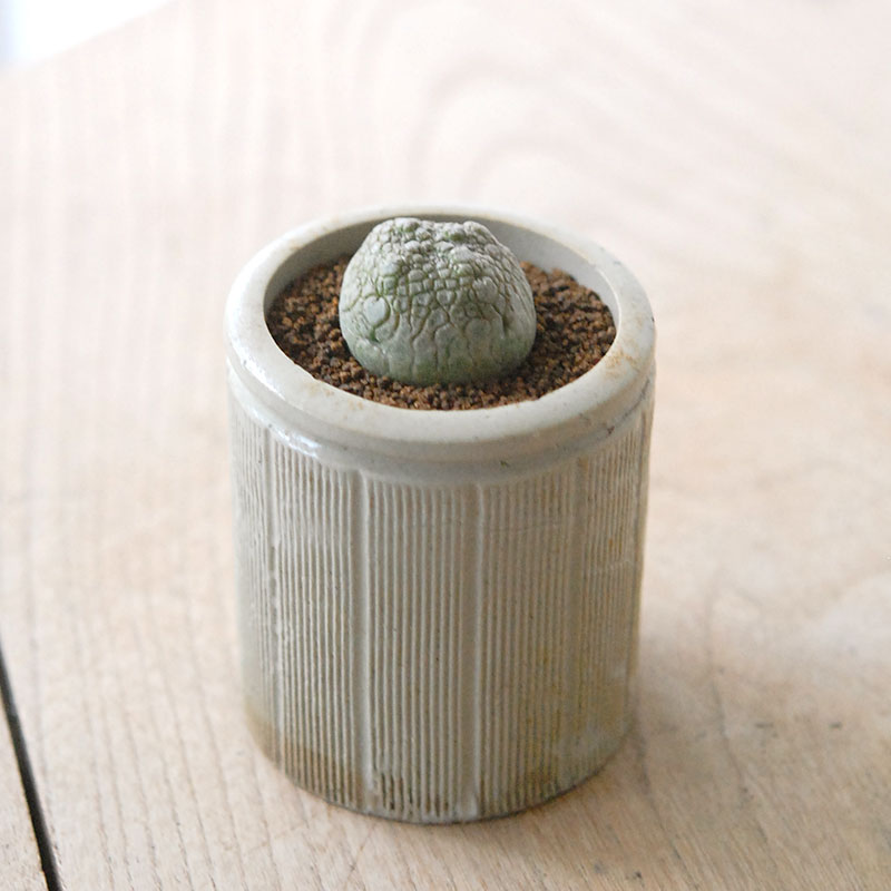 Pseudolitos ミギウィルティヌス x antique pot