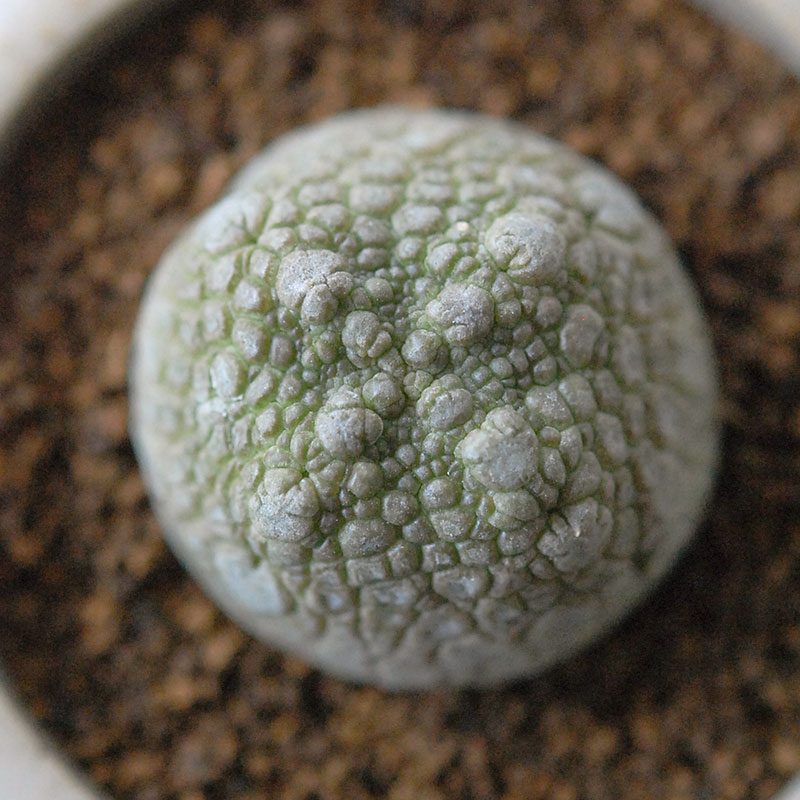 Pseudolitos ミギウィルティヌス x antique pot