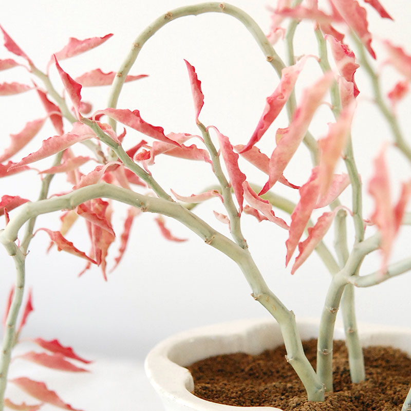 Euphorbia 大銀竜錦 x antique pot 508