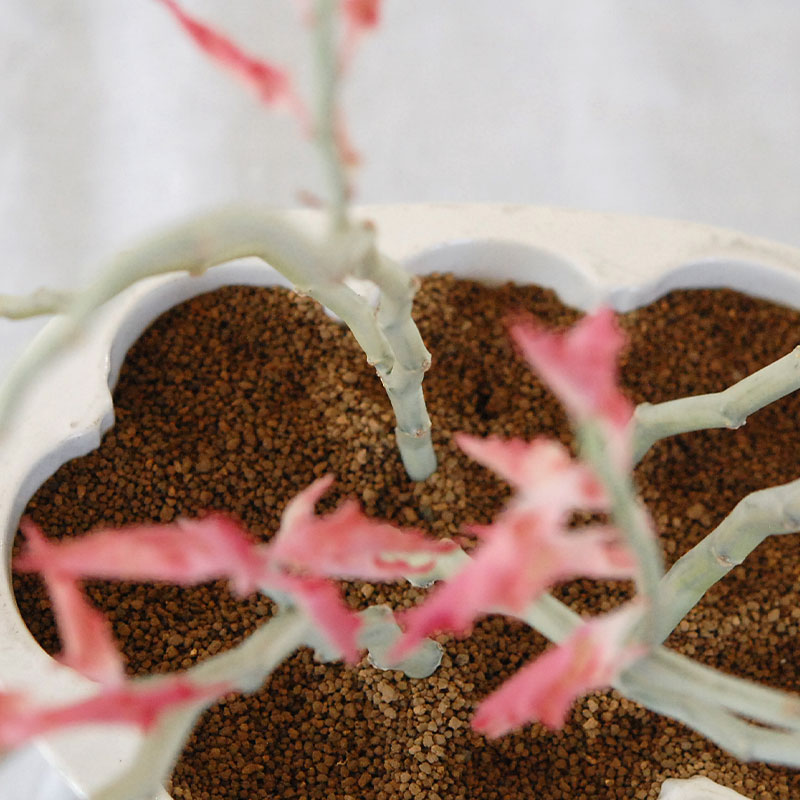 Euphorbia 大銀竜錦 x antique pot 508