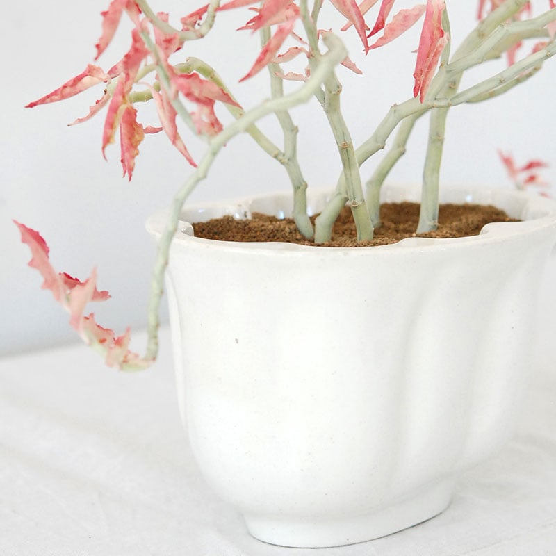 Euphorbia 大銀竜錦 x antique pot 508