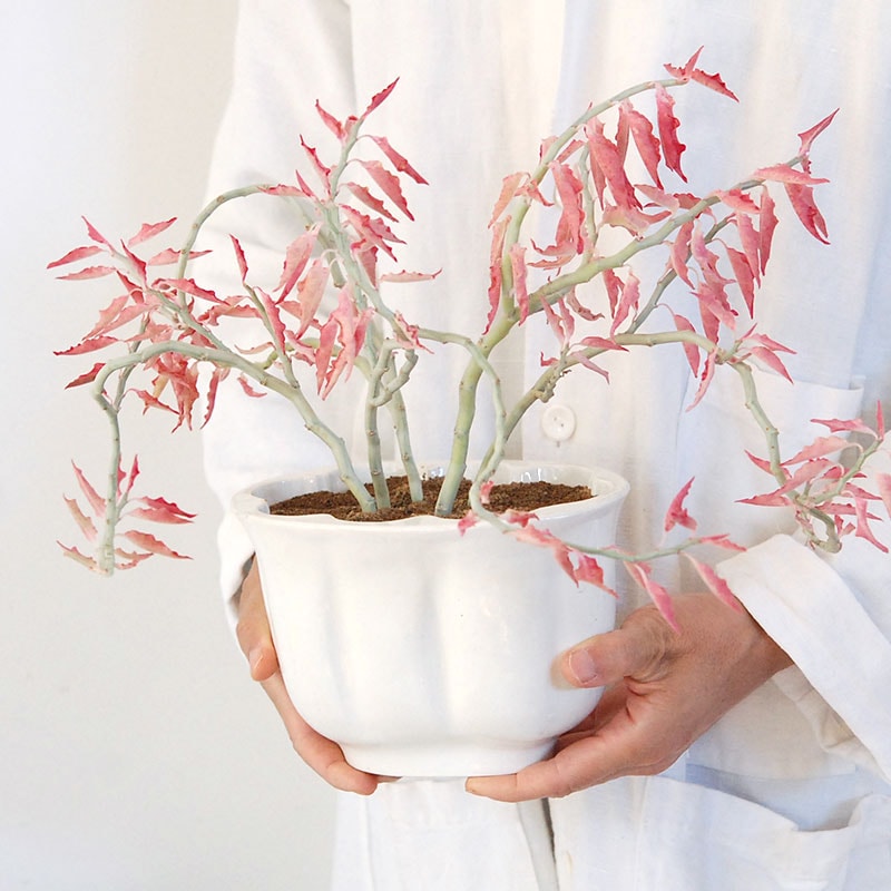 Euphorbia 大銀竜錦 x antique pot 508