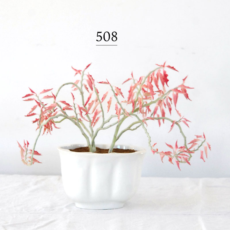 Euphorbia 大銀竜錦 x antique pot 508