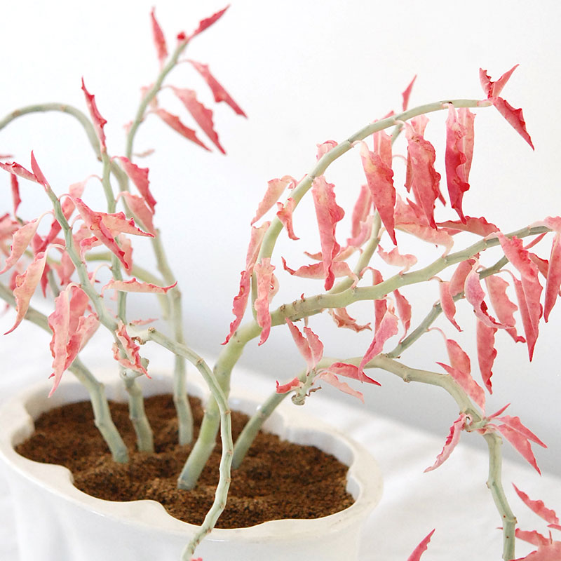 Euphorbia 大銀竜錦 x antique pot 508