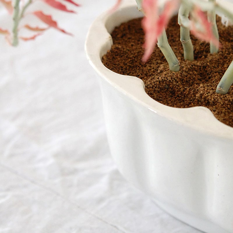 Euphorbia 大銀竜錦 x antique pot 508