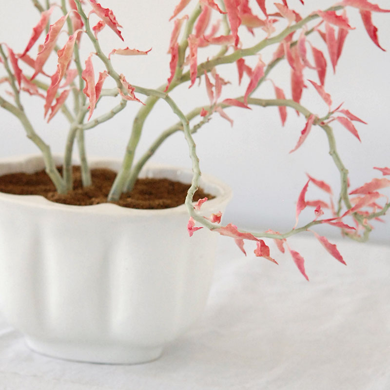 Euphorbia 大銀竜錦 x antique pot 508