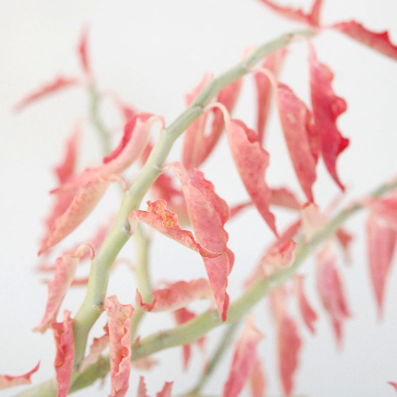 Euphorbia 大銀竜錦 x antique pot 508