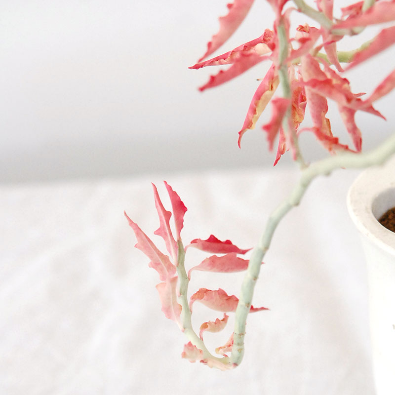 Euphorbia 大銀竜錦 x antique pot 508